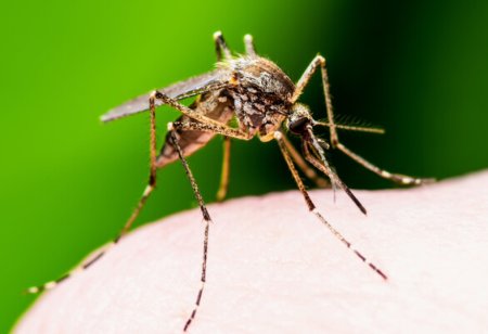 İslandiyada ağcaqanadların aşkar edilməsi bəşəriyyətə təhlükədir