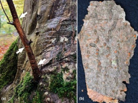 Böyük Qafqaz meşələrində yeni parazit göbələk növü aşkar edilib