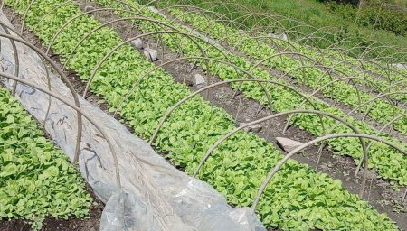 Bu il Qaxda 450 hektar sahədə tütün əkini proqnozlaşdırılır