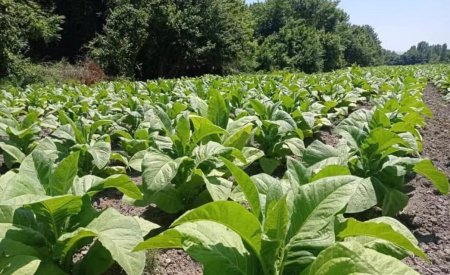 TÜTÜNDƏ YALANÇI UNLU ŞEH VƏ YA PERONOSPOROZ XƏSTƏLİYİ, ONUNLA MÜBARİZƏ