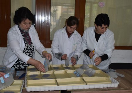 Qaxda barama mövsümü başlayıb
