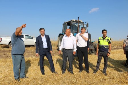 Qaxda taxıl biçini işləri davam edir
